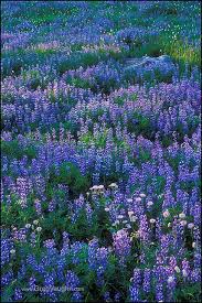 Flowers for washington offers same day flower & gift basket delivery for washington at very low rates. Lupine And Asters Mount Rainier Wild Flowers Nature Garden Trees To Plant