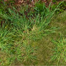 Mowing higher, usually at one of the top two setting on your mower, allows taller grass blades to shade the soil, which in turn helps prevent the germination of crabgrass seeds. How To Get Rid Of Crabgrass From Your Massachusetts Lawn