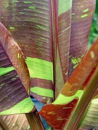Image result for Musa sp. (Ornamental bananas)