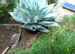 Despite its spiky appearance the agave is not a cactus but a succulent plant with a botanical classification closely related to the sansevieria, yucca and amaryllis, part of the century plant family and the genus agavaceae. Transplanting A Big Agave Do You Dare Digging