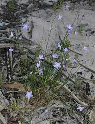 Image result for Wahlenbergia flexuosa