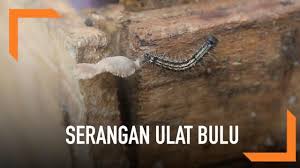 Ulat bulu yang terkumpul pada plastik perekat dimasukklan ke dalam ember yang berisi larutan detergen agar mati (gambar 3) (baliadi dan bedjo, 2011; Berita Ulat Bulu Hari Ini Kabar Terbaru Terkini Liputan6 Com