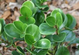 Image result for Olax obtusifolia