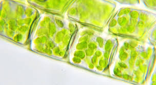 Check spelling or type a new query. File Moss Chloroplasts 100 Objective Oblique Jpg Wikimedia Commons