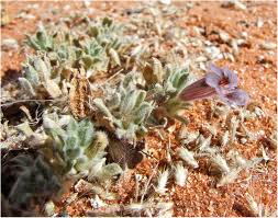 Image result for Aptosimum elongatum