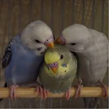 Parakeet Budgie Parakeet Muhabbet Kuslari Ve Kucuk Papaganlar Papaganlar Muhabbet Kuslari Ve Guzel Kuslar