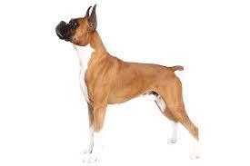 As a general rule, dog treats should make up no more than 10% of your dog's daily caloric intake. Boxer Dog Breed Information