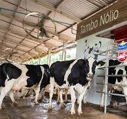 Ordenha Robotizada LELY - Milkparts