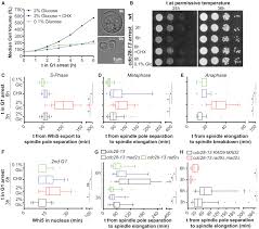Maybe you would like to learn more about one of these? Excessive Cell Growth Causes Cytoplasm Dilution And Contributes To Senescence Sciencedirect