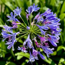 Image result for Dictyophleba lucida