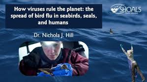 Investigating angry ants and grumpy gulls