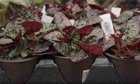 It grows 6 inches tall and can reach 12 inches wide. How To Grow Purple Waffle Plant Hemigraphis Alternata Gardening Channel