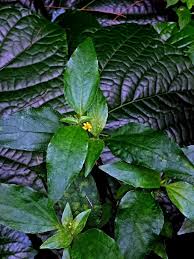 Image result for Synedrella