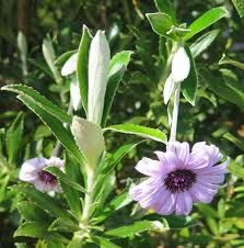 Image result for Oleandra distenta