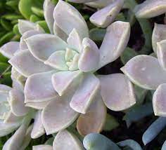 However, there are some major differences. Ghost Plant Succulent Mother Of Pearl