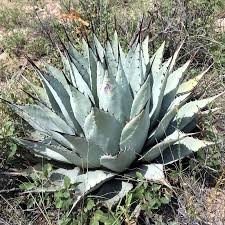 Image result for Agave