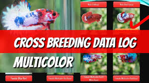 data log betta multicolor cross breeding