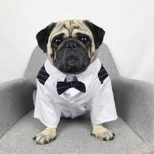 Bigeyedog Pug Fransiz Bulldog Giysi Erkek Kopek Takim Elbise Dugun Giyim Kopek Smokin Pet Giysi Parti Kostum Ceket Kopek Mont Ve Ceketleri Aliexpress