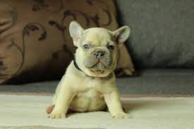 Puppyfinder.com is your source for finding an ideal french bulldog puppy for sale near los angeles, california, usa area. Lilac Sable Color Frenchies Tomkings Kennel