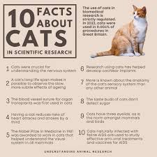 ‪Cat 10 facts :: Understanding Animal Research‬‏