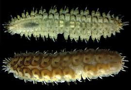 Image result for Polychaeta spp.