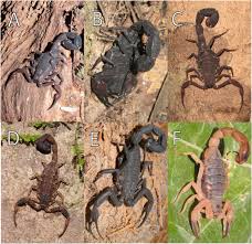 Ultrasonic pest repeller can be used in various places, such as bedrooms, bathrooms, garages, kitchens, offices, warehouses, flour processing plants. Perspectives And Recommendations Towards Evidence Based Health Care For Scorpion Sting Envenoming In The Brazilian Amazon A Comprehensive Review Sciencedirect