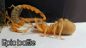 The fangs of this spider are large enough to pierce a mouse's skull. What Will Happen If Giant Camel Spider Sees Venomous Scorpion And Cockroach Youtube