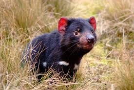 Premier annastacia palaszczuk has announced a raft of restrictions will return from tomorrow, including a mask mandate, after the delta variant was detected in queensland. Fun Facts About Tasmanian Devils Tourism Australia
