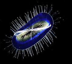 Ocean Life Gifs Find Share On Giphy Nature Gifs Biology Art Ocean Life