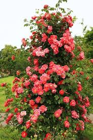 Different types of flowers in india. 13 Types Of Roses In India Best Rose Varieties India Gardening