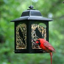 Filmy 4k i hd dostępne natychmiast na dowolne nle. Niobrara Birds Berries Lantern Hopper Bird Feeder In 2021 Bird Feeders Wild Bird Feeders Pet Birds