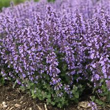 Nepeta 'cat's pajamas', also known as catmint, this long blooming perennial is perfect in small areas of the landscape. Nepeta Cat S Pajamas Garden Crossings