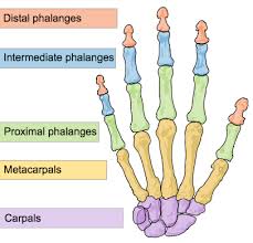 Check spelling or type a new query. 7 6c Carpals Metacarpals And Phalanges The Hand Medicine Libretexts