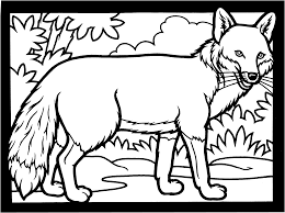 The fox is an intelligent, curious animal with brilliant hunting skills and a beautiful coat. Fox Coloring Page Coloring Home