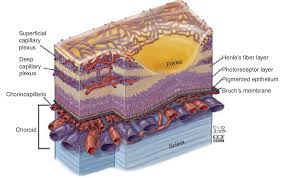 Image result for Choroid