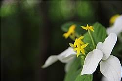 Image result for Mussaenda rivularis