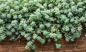 Image result for Dipcadi brevifolium
