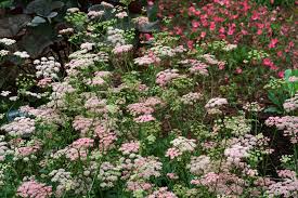 Image result for Pimpinella buchananii