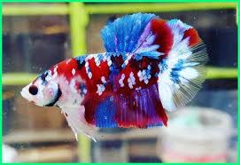 Berikut ini adalah 5 lengkah resep rahasia agar warna ikan cupang cepat mutasi dan membuat warna naik lebih cemerlang serta tajam. Giant Koi Fish Avatar The Bryans Koi Fish