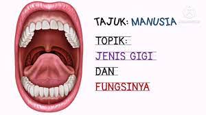 Makanan yang sudah dihancurkan oleh gigi akan bersumber dari healthline, gigi merupakan salah satu bagian tubuh terkuat yang dimiliki manusia. Jenis Gigi Dan Fungsinya Sains Tahun 3 Youtube