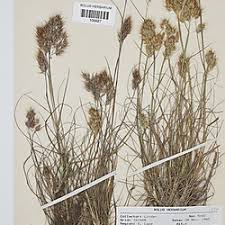 Image result for Pentameris