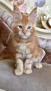 There is so much to learn about. Pin On Longhaired Cats