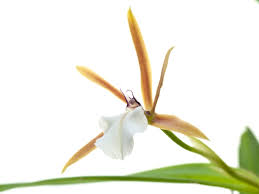 Dinema polybulbon = encyclia polybulbon. Encyclia Polybulbon A Kopf Orchideen En