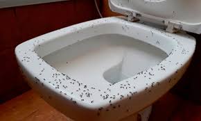 Store food in airtight containers. 12 Tips To Get Rid Of Ants In The Bathroom