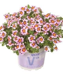 Image result for Jamesbrittenia