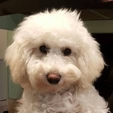 Hi all does anyone know what's in these orange pellets they're the only  ones our dwarfy doesn't seem to eat lol thanks 🐹