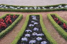 Find help and information on buxus 'green velvet' box boxwood, including varieties and pruning advice. How To Care For Green Velvet Boxwood