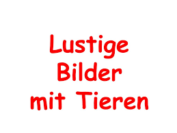 Strategien für den handel mit bitcoin im jahr 2021. Ppt Lustige Bilder Mit Tieren Powerpoint Presentation Free Download Id 4979947