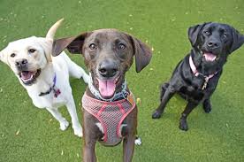 However, most families prefer using our puppy delivery service. Dog Boarding In Langhorne Pa Town Country Pet Care Center