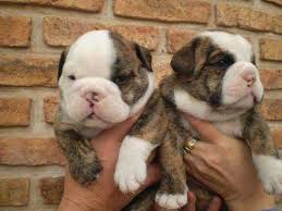 Never from a puppy mill. English Bulldog Pups For Sale Import Parents Regd Kci Dogs For Sale In Anna Nagar East Chennai Click In